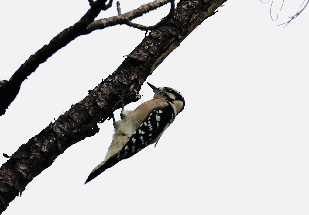 Downy Woodpecker - ML641760320
