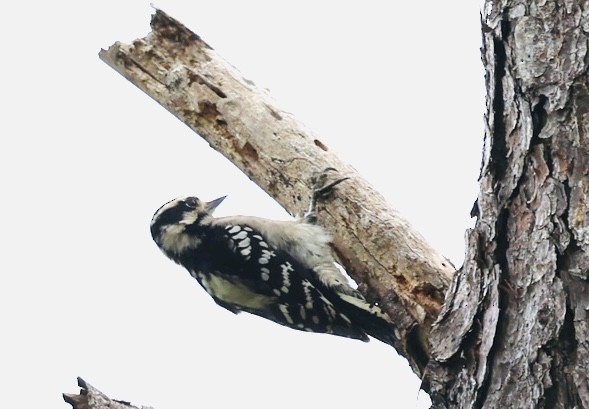Downy Woodpecker - ML641760321