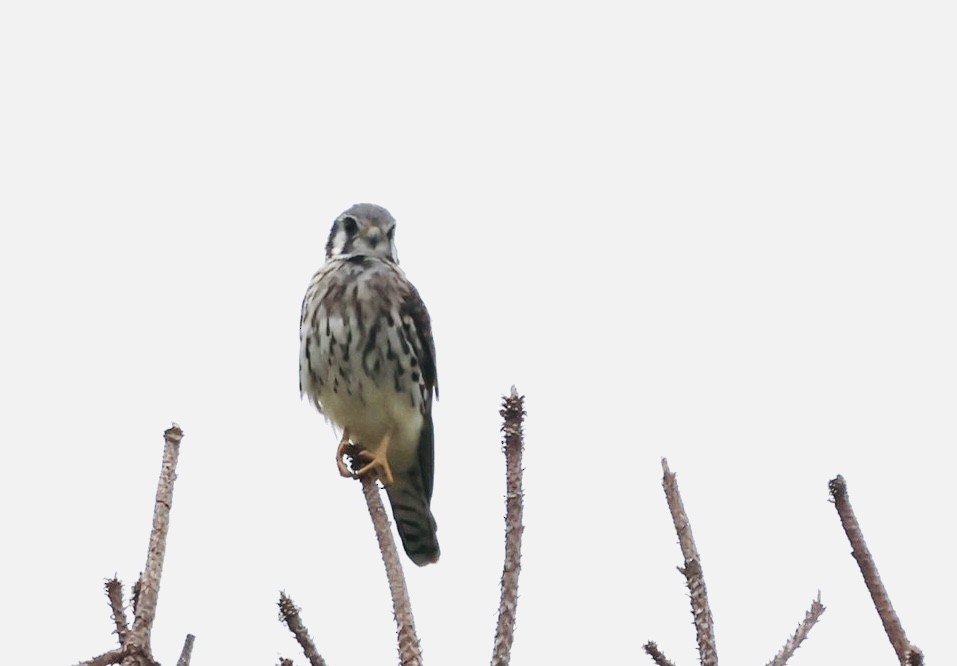 American Kestrel - ML641760335