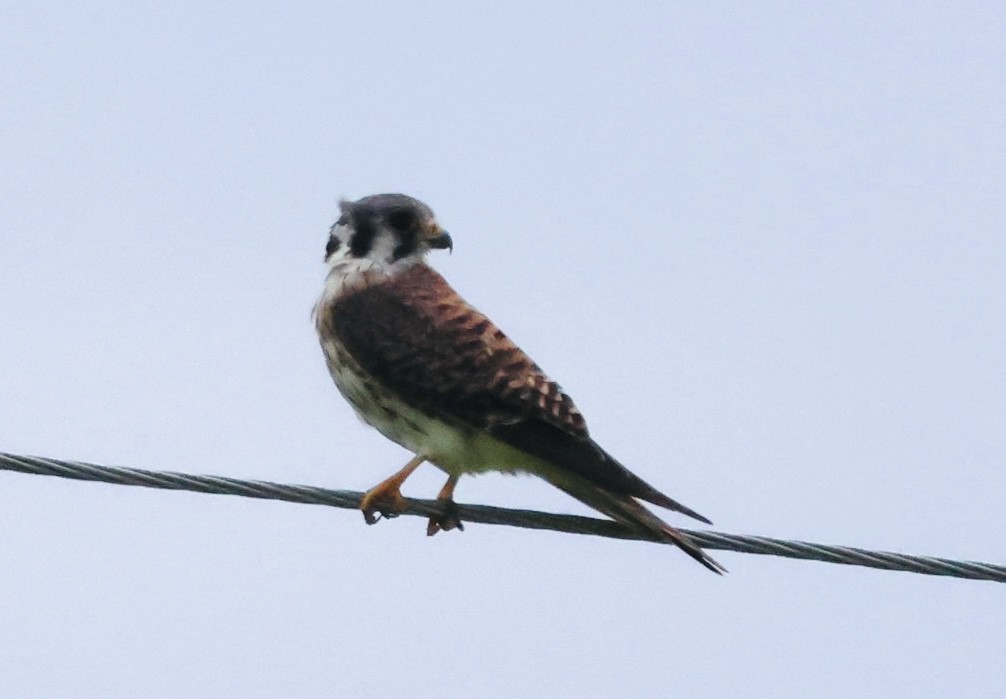 American Kestrel - ML641760336