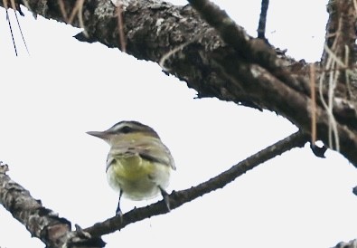 Red-eyed Vireo - ML641760380