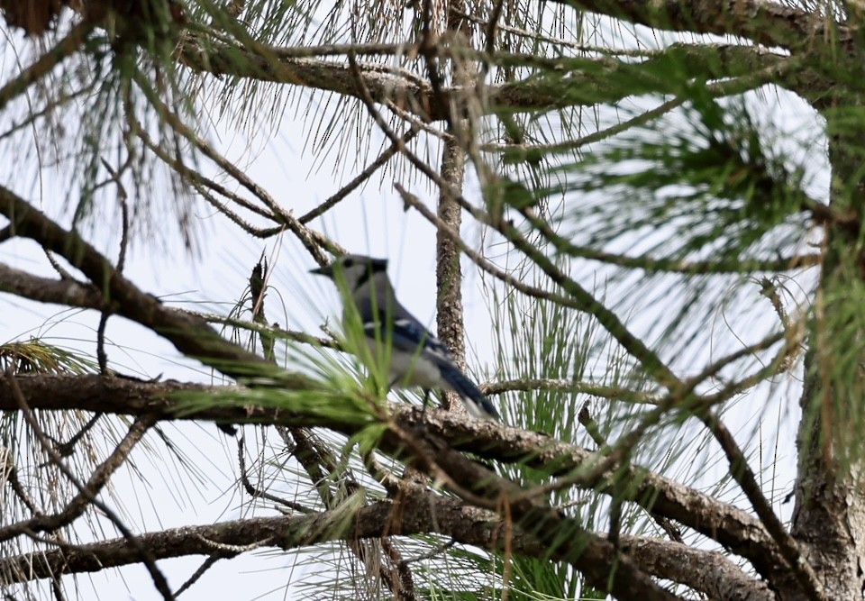 Blue Jay - ML641760395