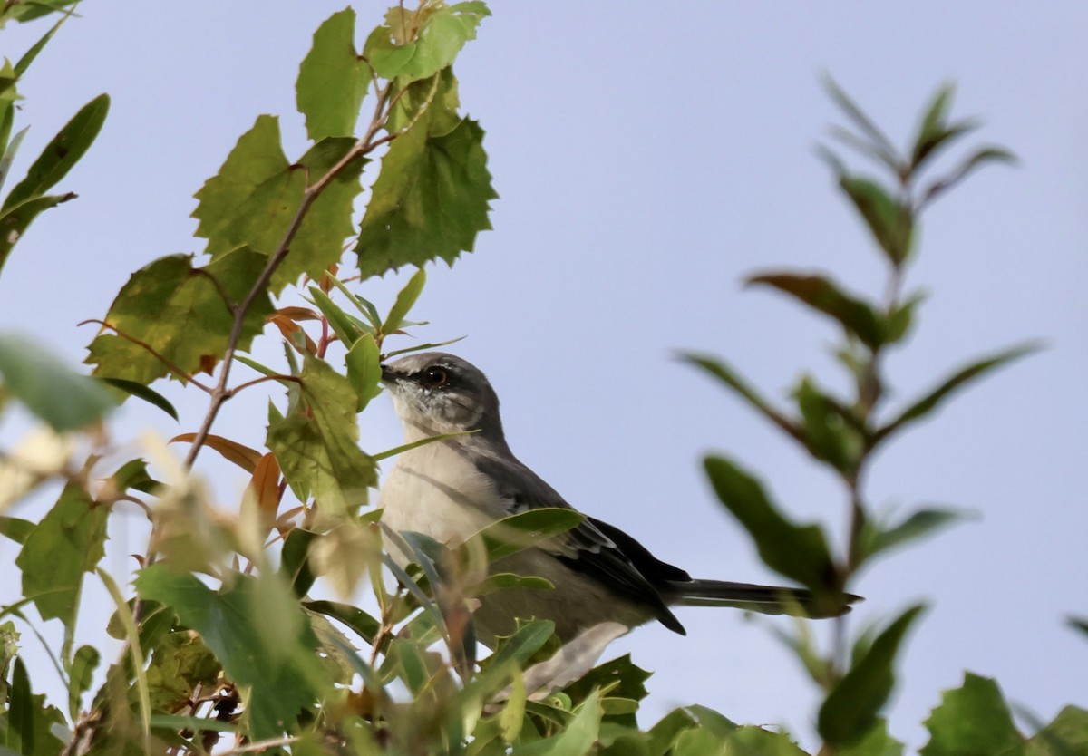 Northern Mockingbird - ML641760422