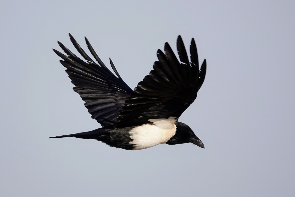 Pied Crow - ML641760431