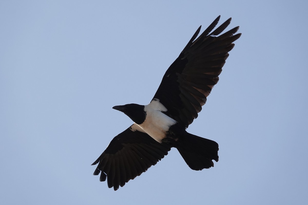 Pied Crow - ML641760432
