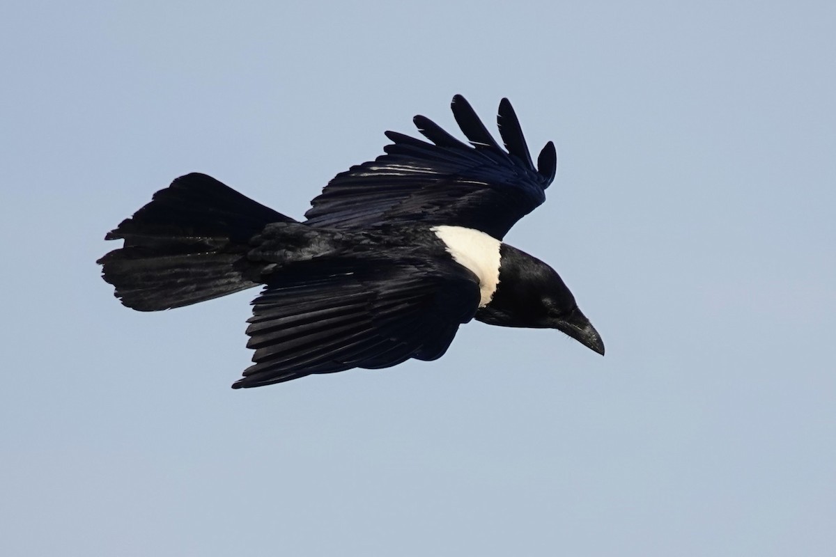 Pied Crow - ML641760433