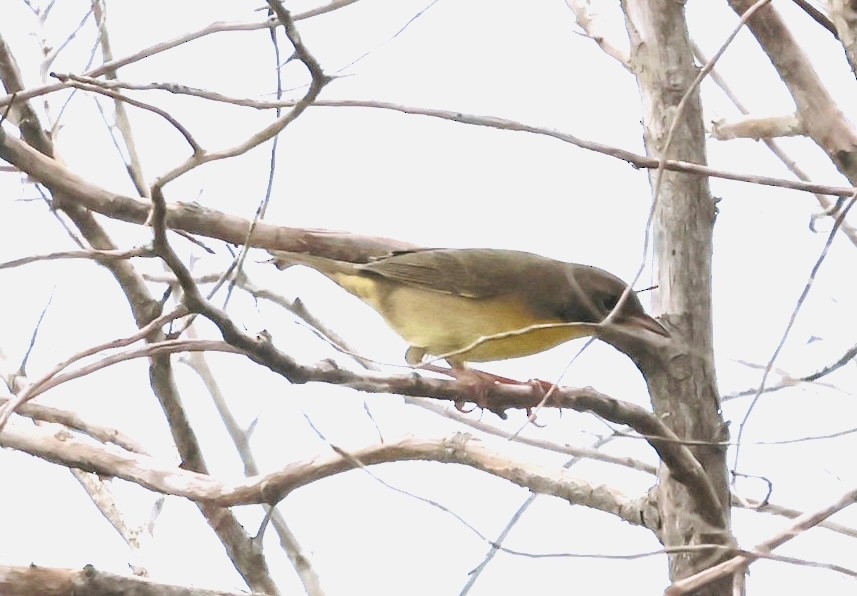 Common Yellowthroat - ML641760441