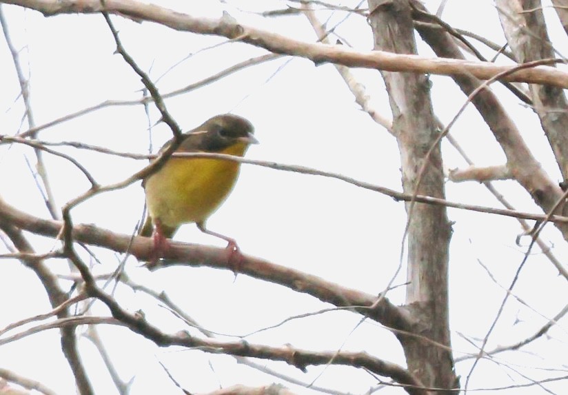 Common Yellowthroat - ML641760442