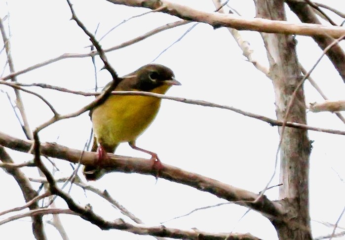 Common Yellowthroat - ML641760443