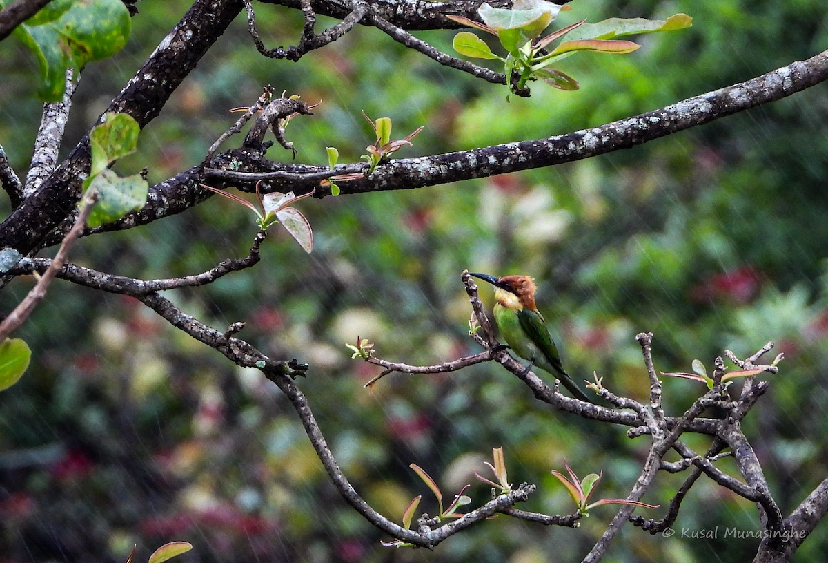 Chestnut-headed Bee-eater - ML641760469