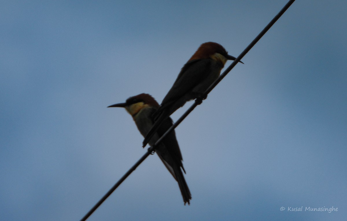 Chestnut-headed Bee-eater - ML641760470