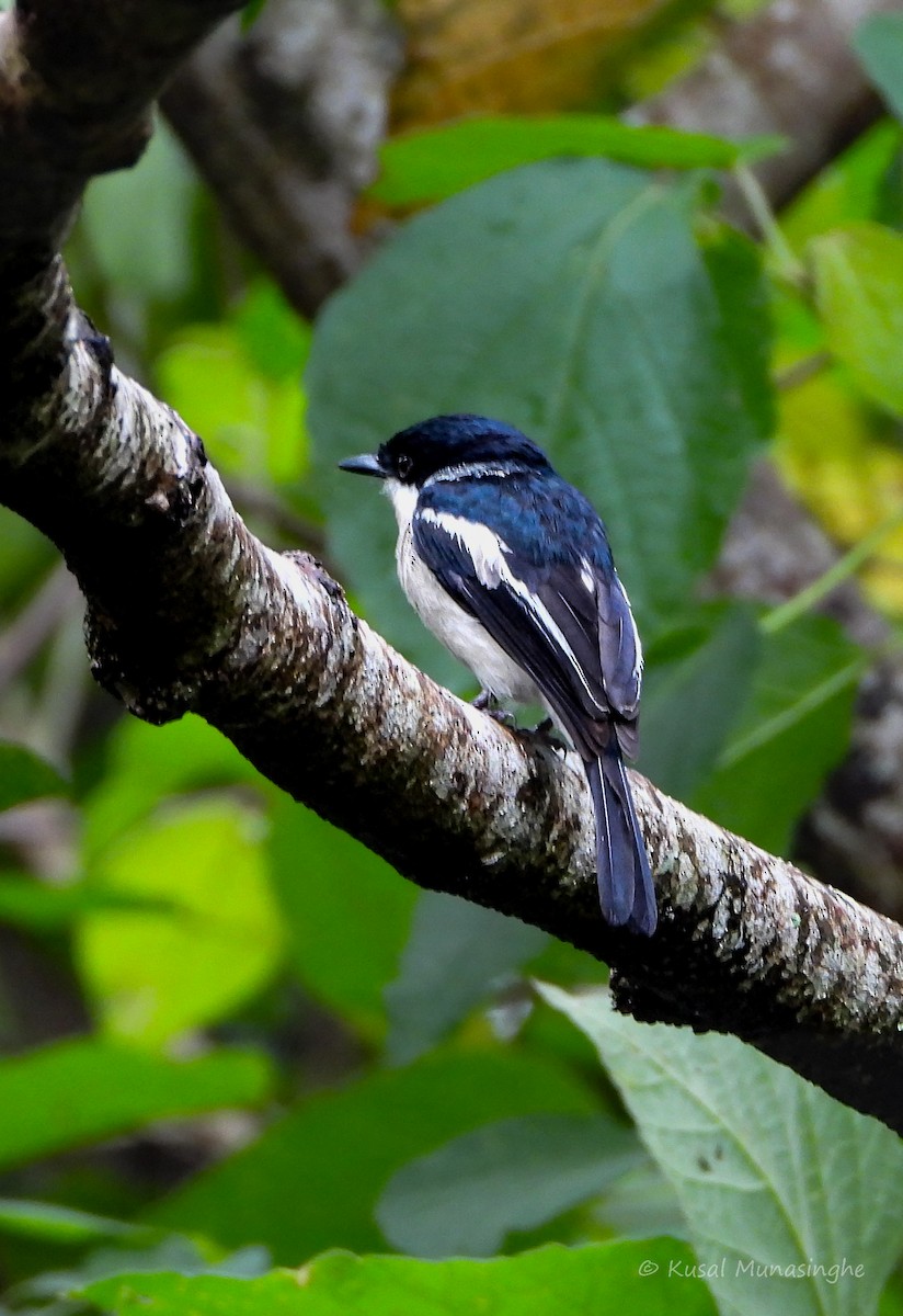 Bar-winged Flycatcher-shrike - ML641760473
