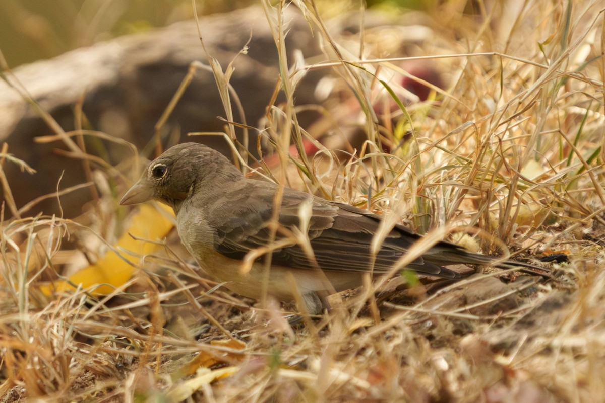 Yellow-spotted Bush Sparrow - ML641760499