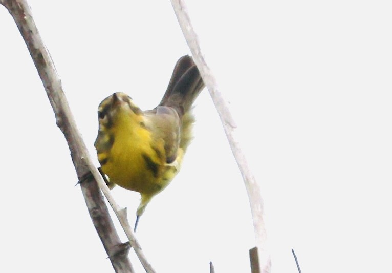 Prairie Warbler - ML641760504