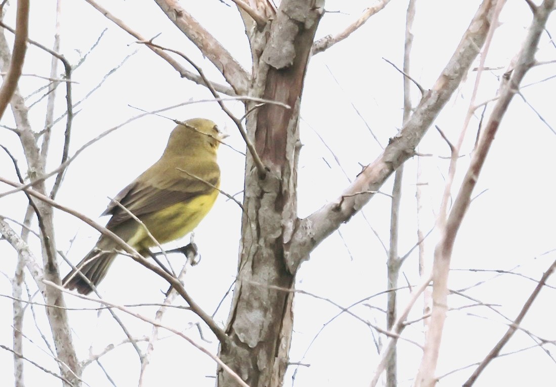Prairie Warbler - ML641760505