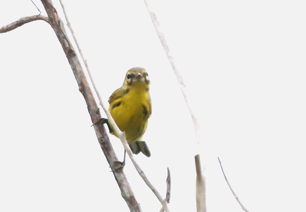 Prairie Warbler - ML641760506