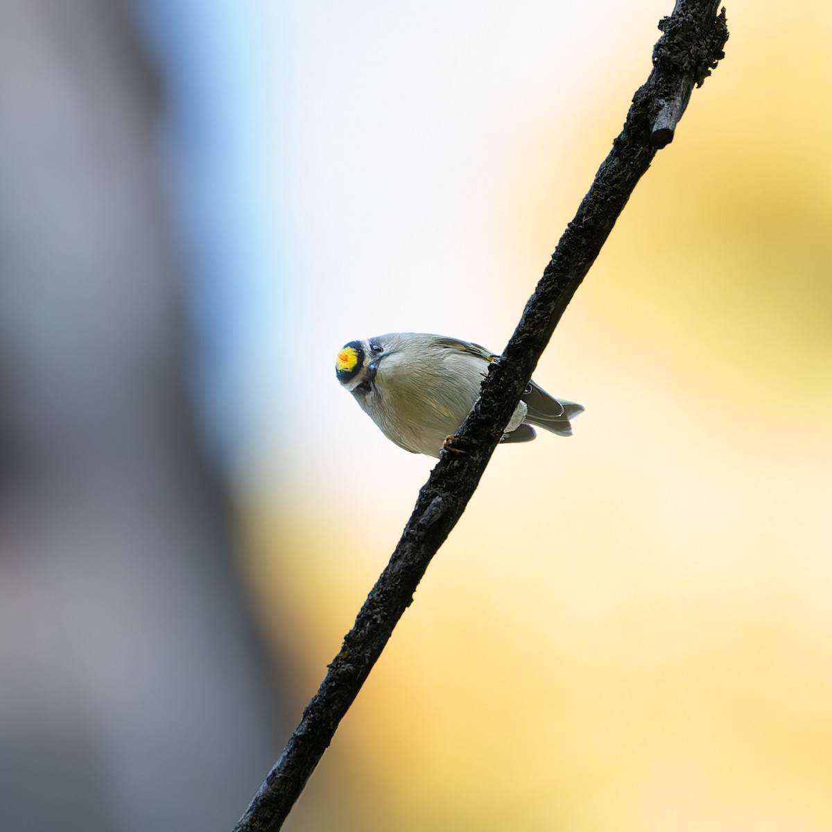 Golden-crowned Kinglet - ML641760507