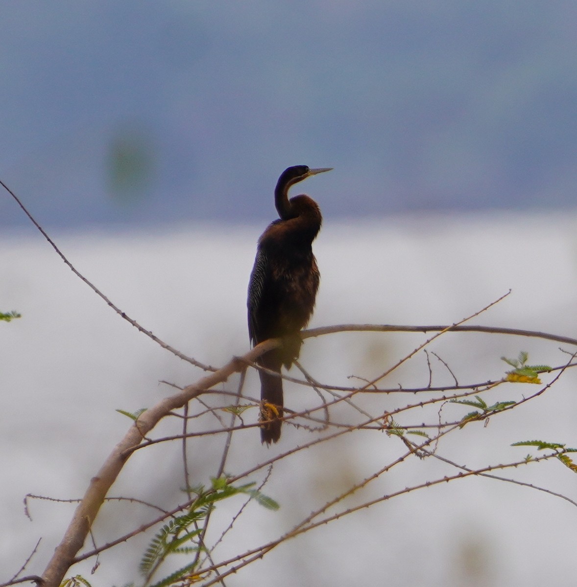 African Darter - ML641760523