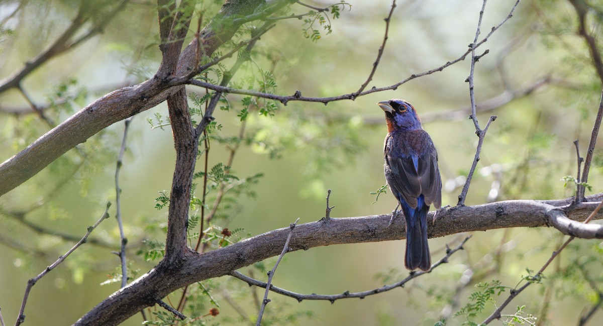 Varied Bunting - ML641760534