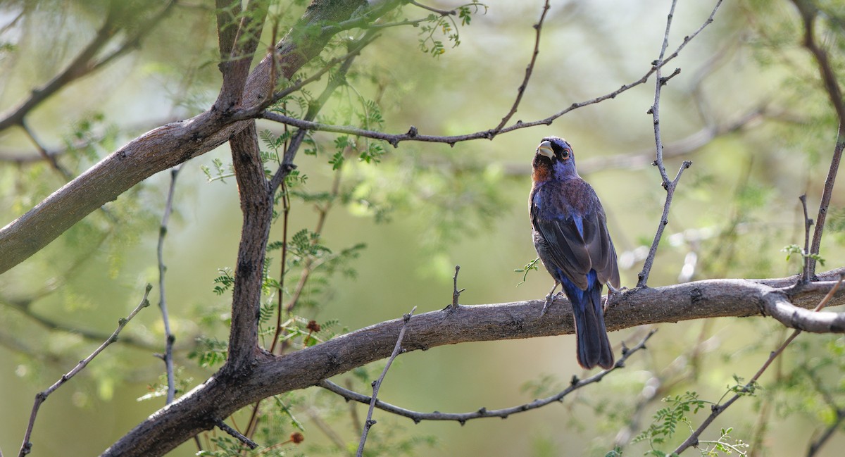 Varied Bunting - ML641760557