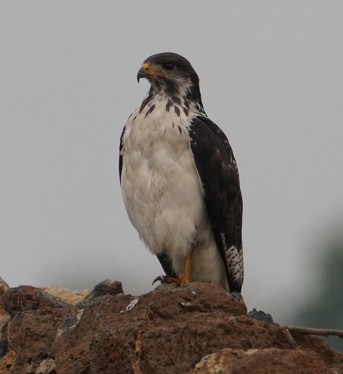 Augur Buzzard - ML641760560