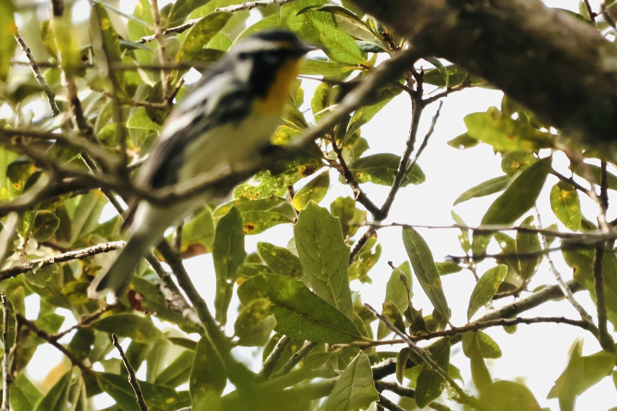 Yellow-throated Warbler - ML641760572