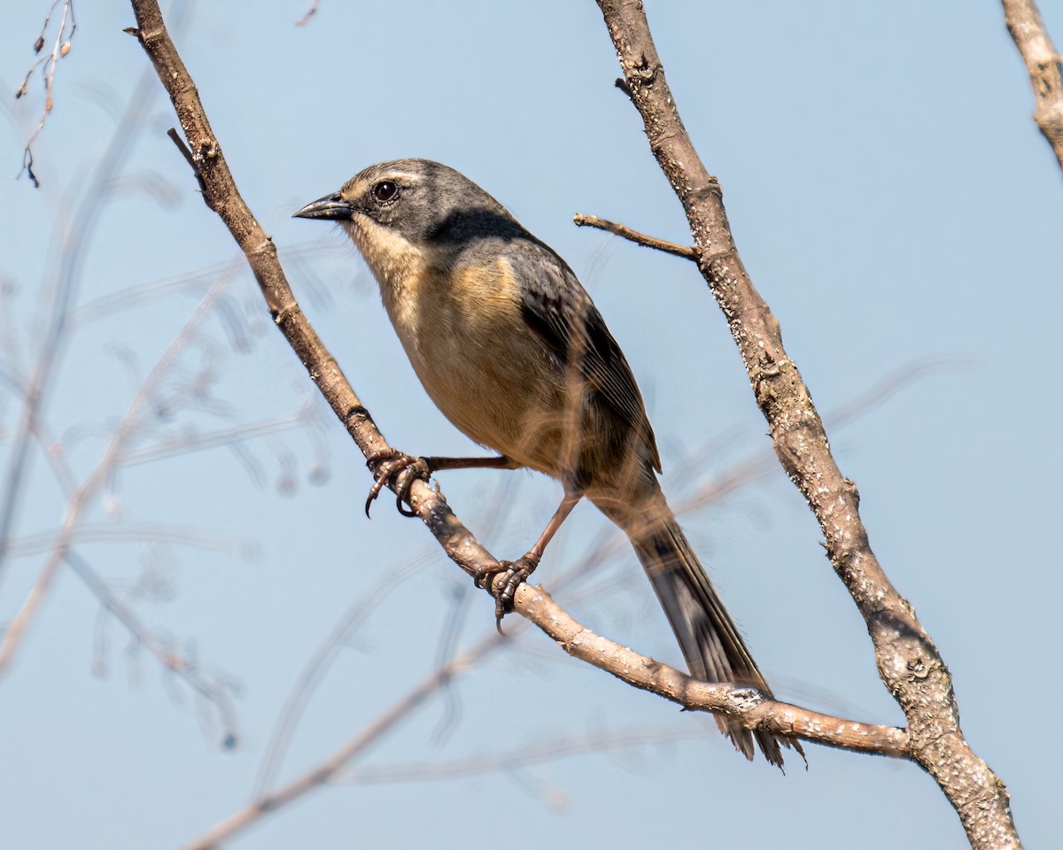 Long-tailed Reed Finch - ML641760577