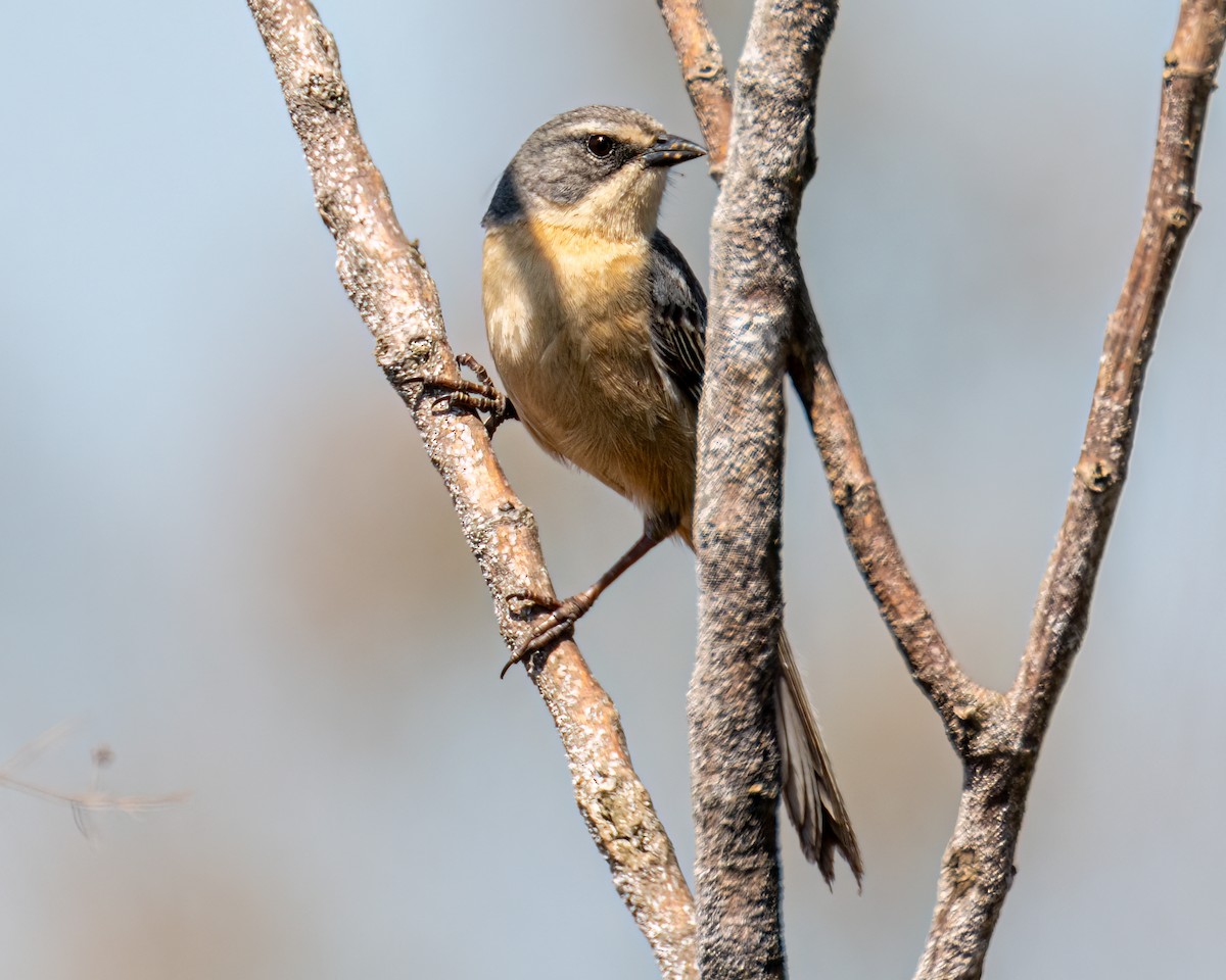 Long-tailed Reed Finch - ML641760582