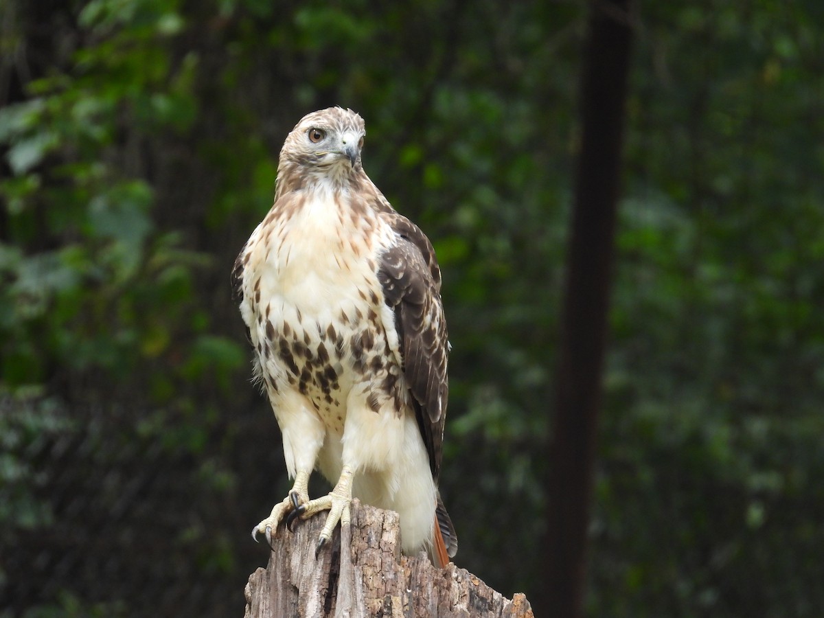 Red-tailed Hawk - ML641760588