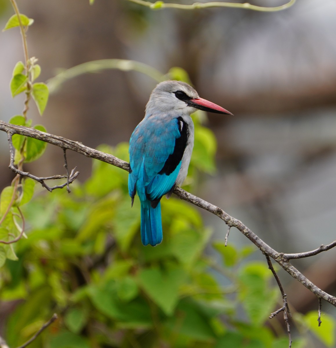 Woodland Kingfisher - ML641760593