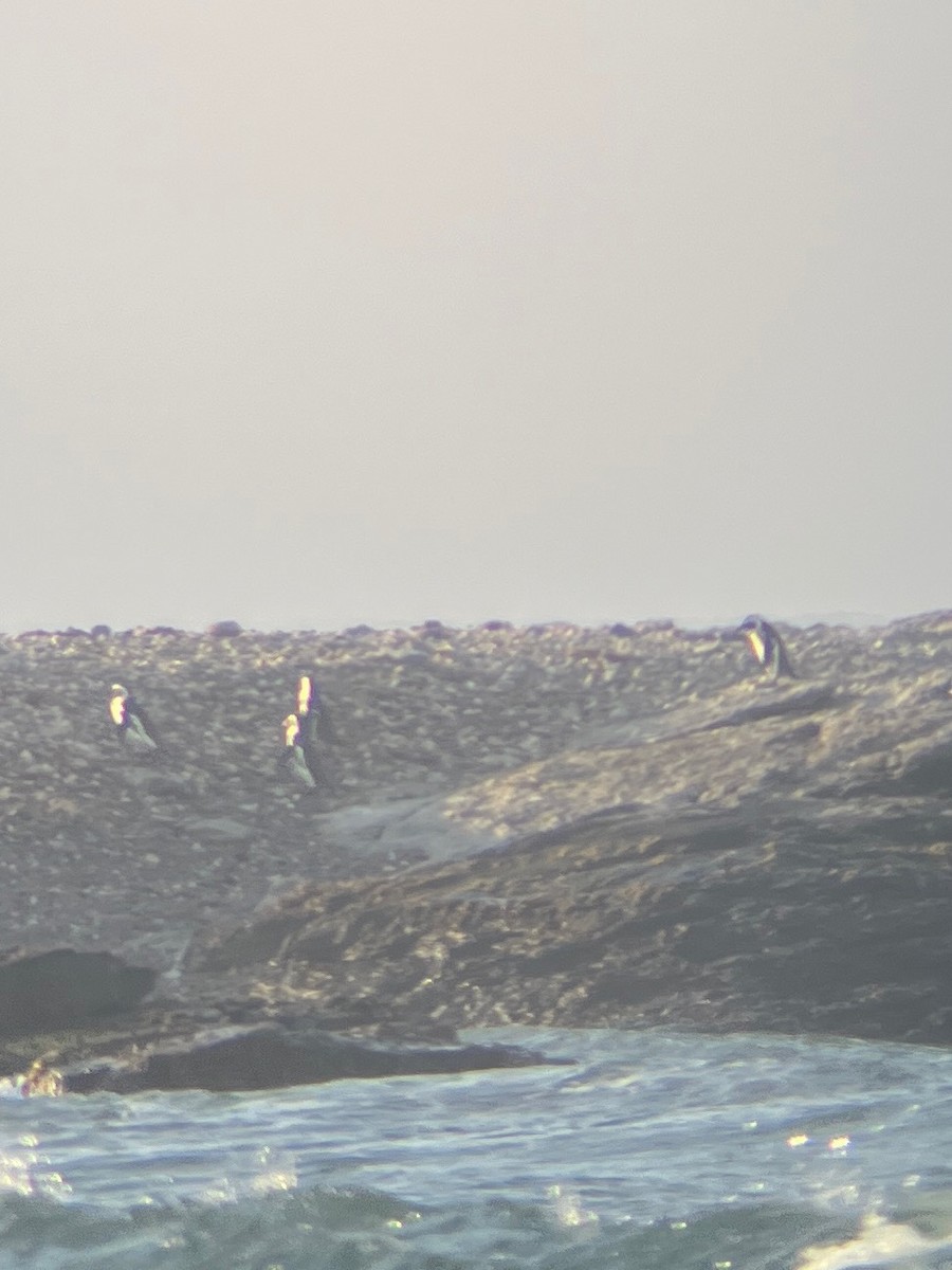 African Penguin - ML641760599