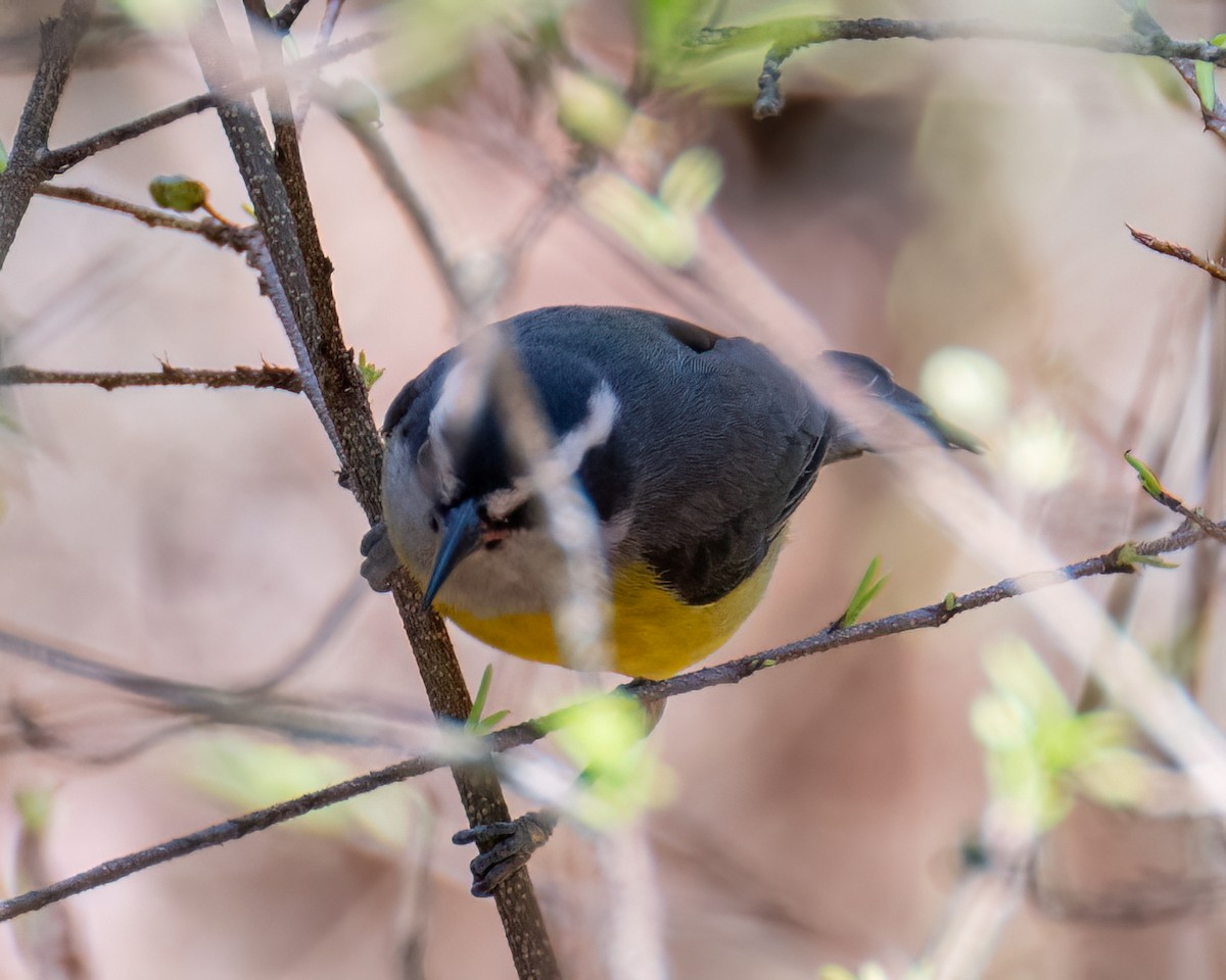 Bananaquit - ML641760605