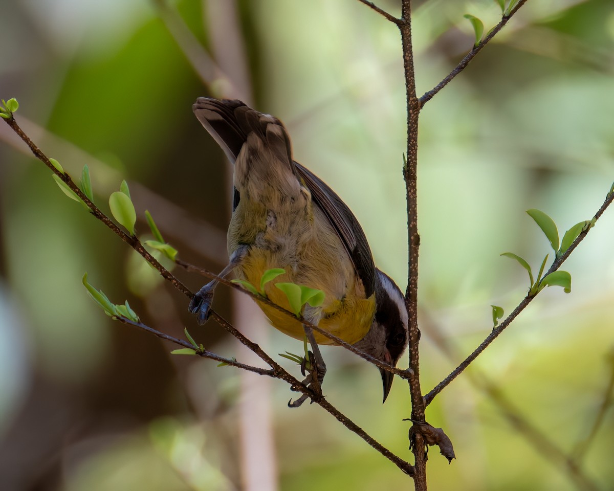 Bananaquit - ML641760607