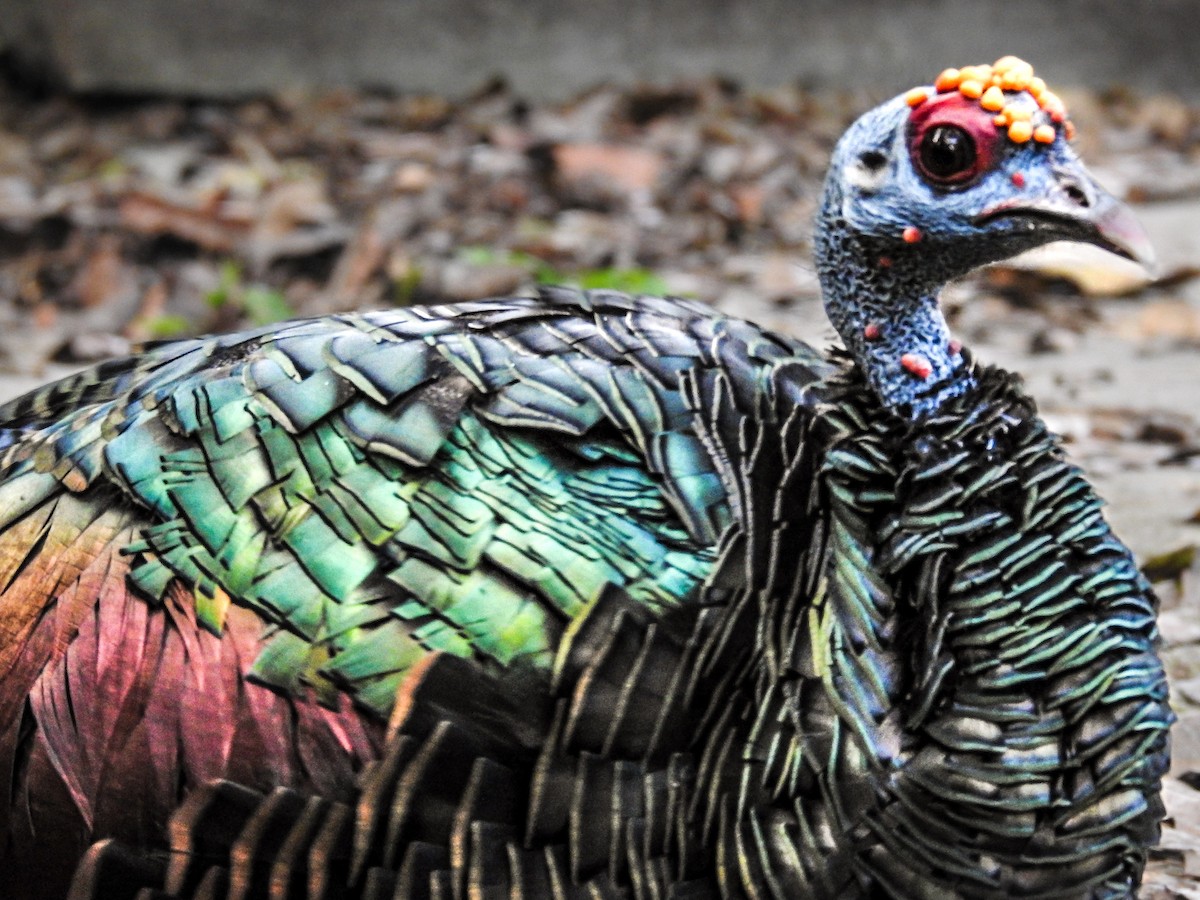 Ocellated Turkey - ML641760611