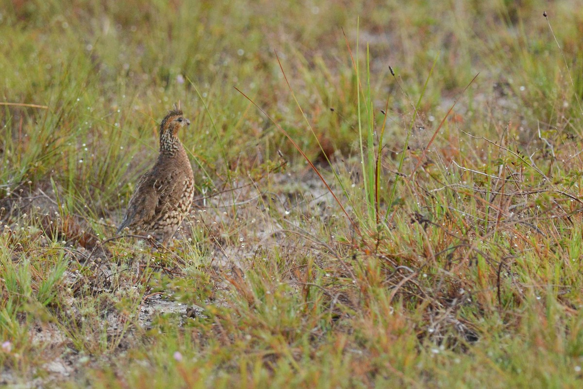 Crested Bobwhite - ML641760649
