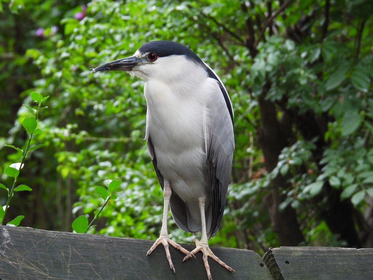 Black-crowned Night Heron - ML641760660