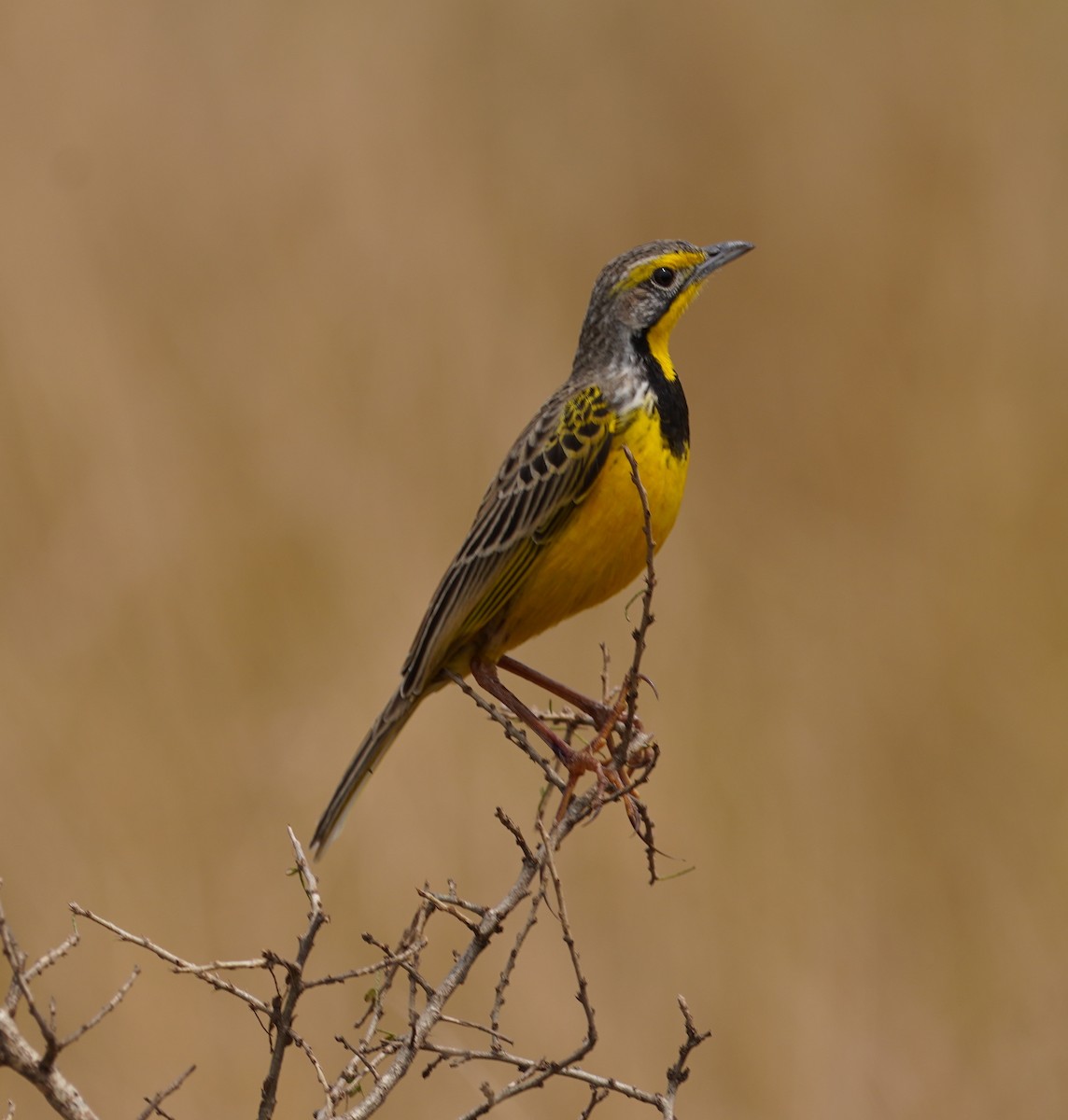 Yellow-throated Longclaw - ML641760683