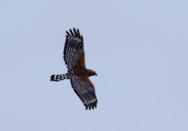 Red-shouldered Hawk - ML641760692