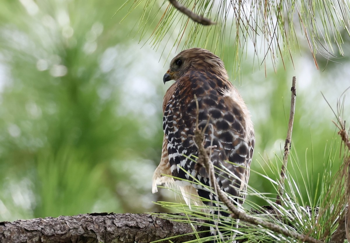 Red-shouldered Hawk - ML641760693