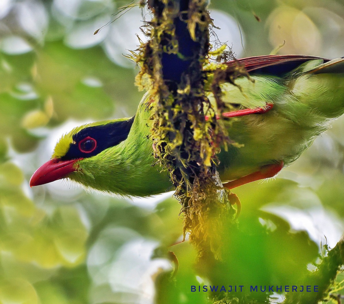 Common Green-Magpie - ML641760744