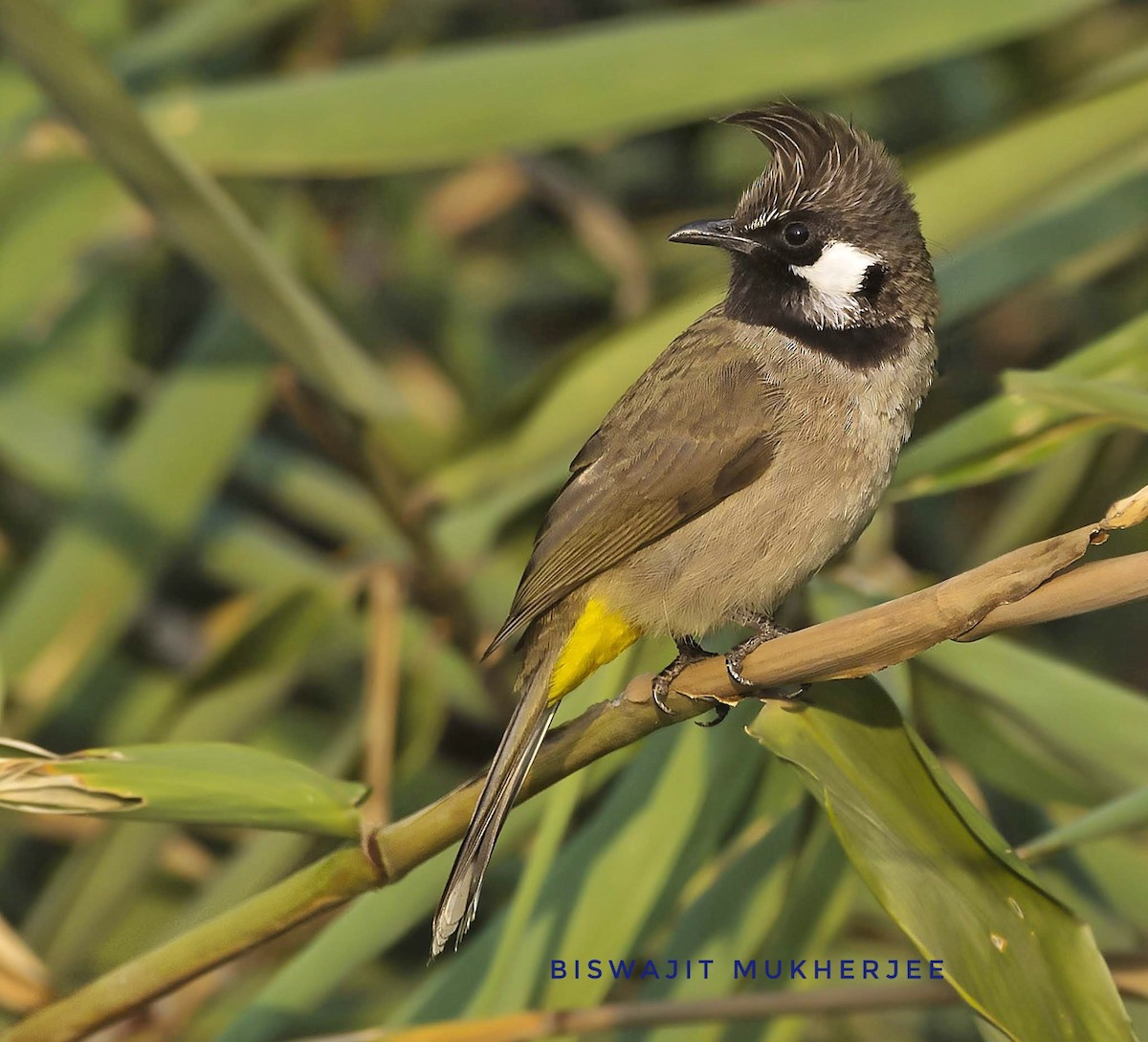 Himalayan Bulbul - ML641760784