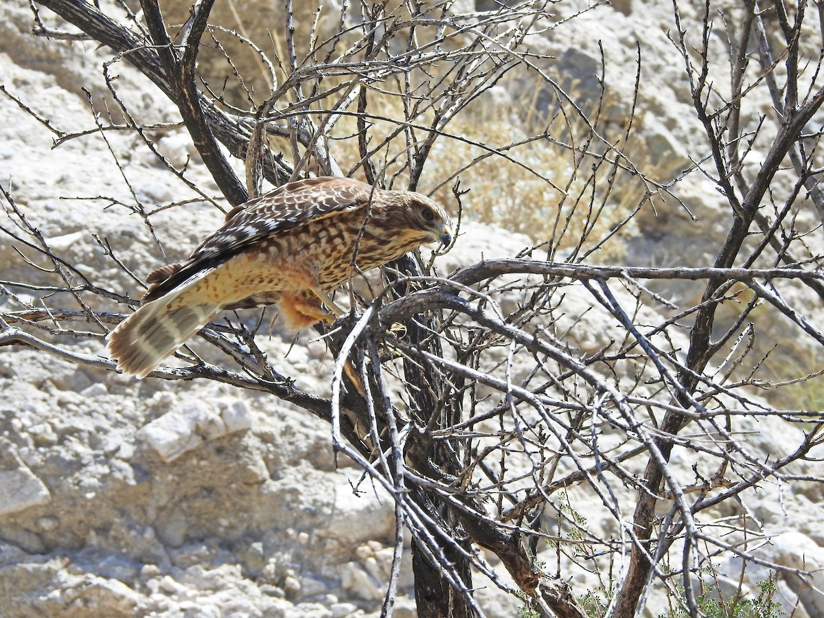 Red-shouldered Hawk - ML641760788