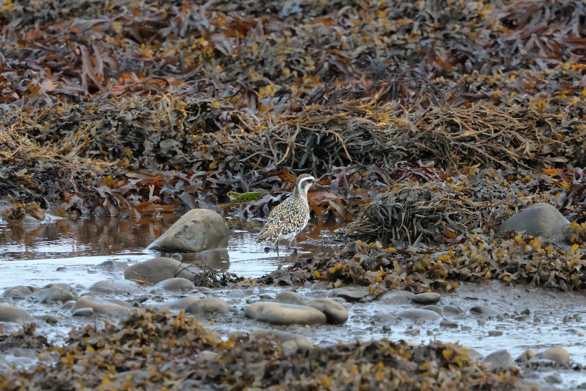 American Golden-Plover - ML641760795