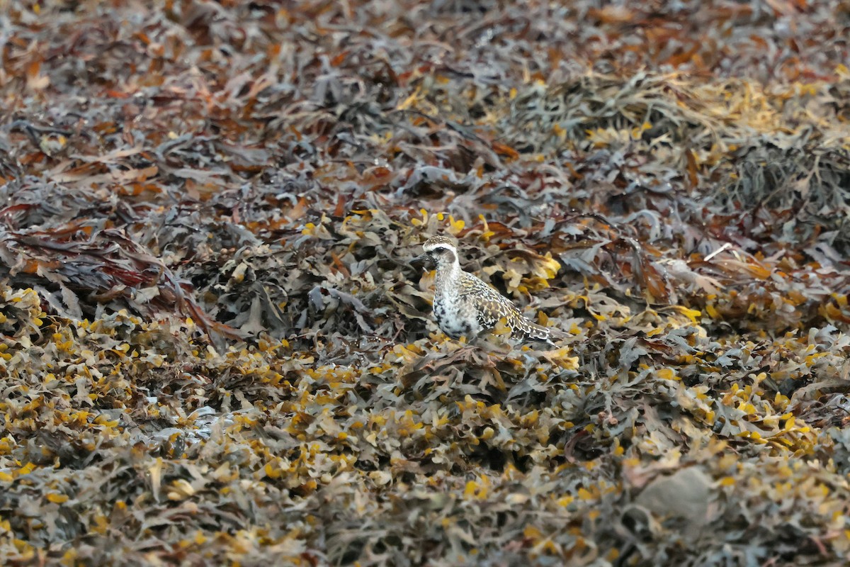 American Golden-Plover - ML641760796