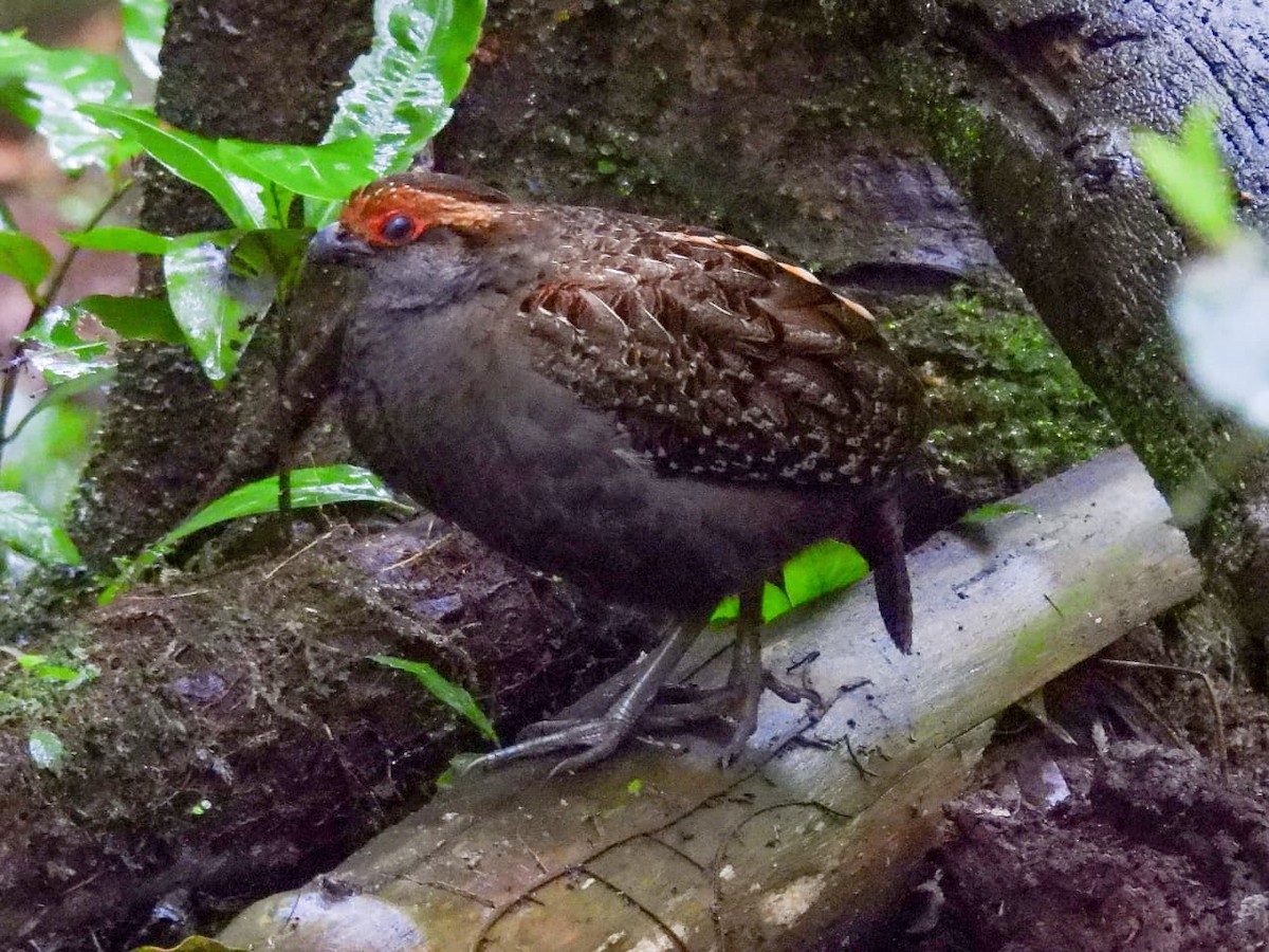 Spot-winged Wood-Quail - ML641760808