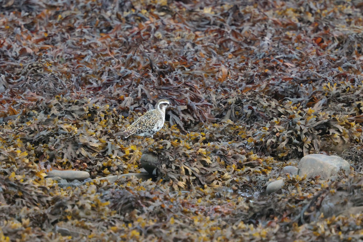 American Golden-Plover - ML641760847