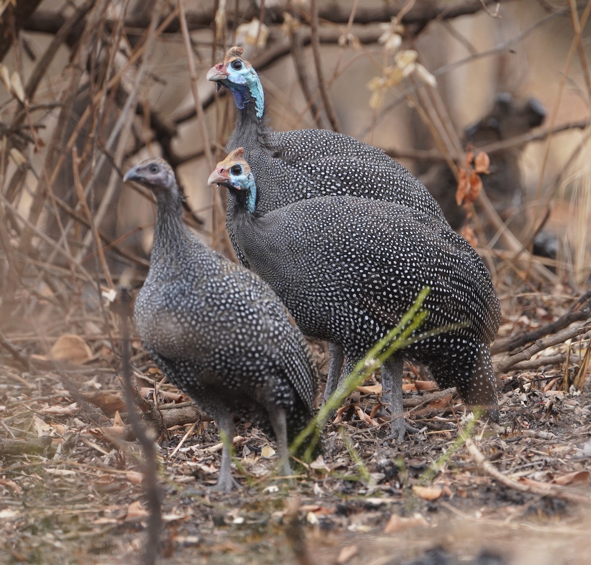 Helmeted Guineafowl - ML641760887