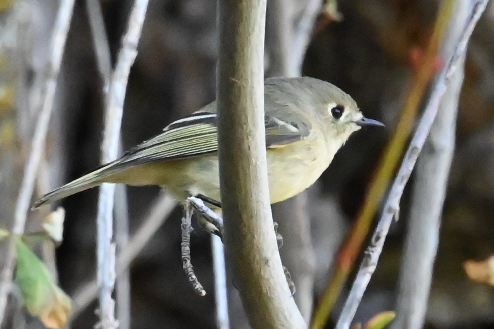 Ruby-crowned Kinglet - ML641760907