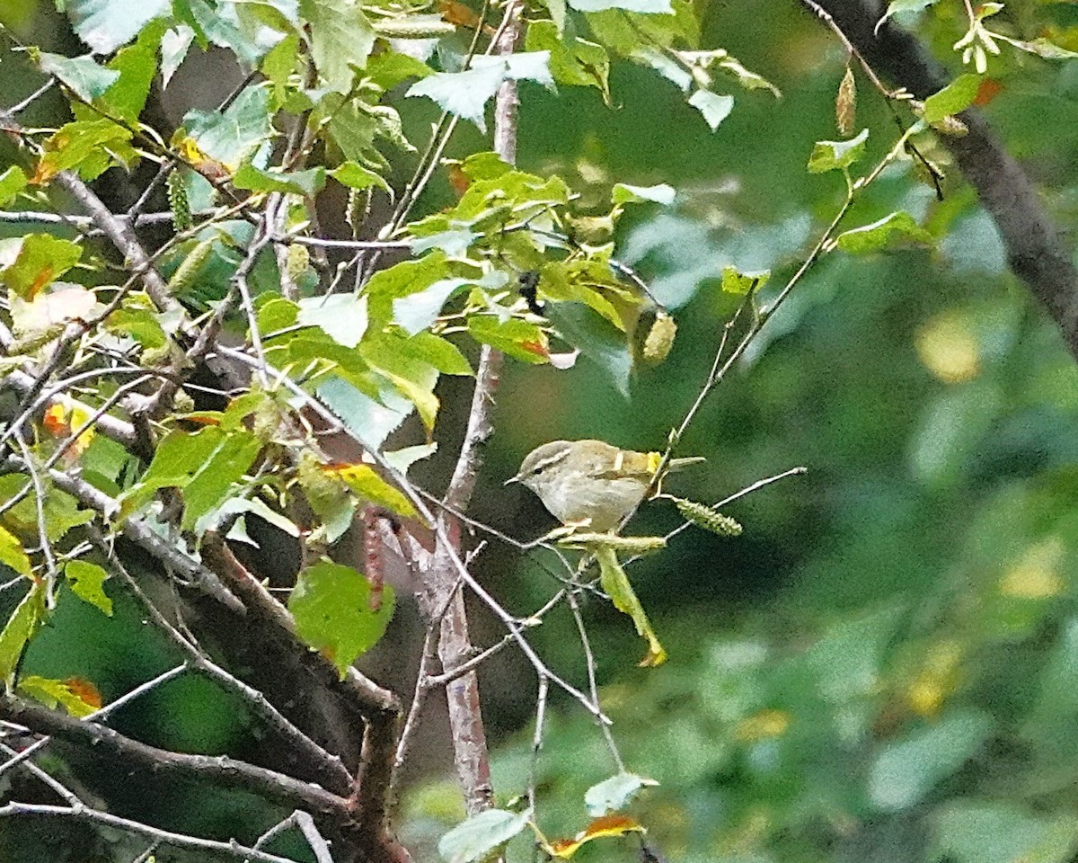 Hume's Warbler - ML641760927