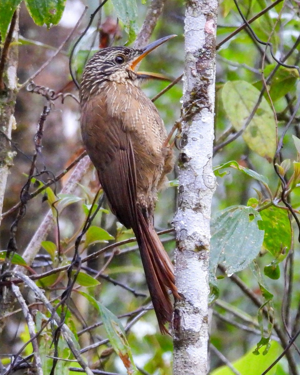 Planalto Woodcreeper - ML641760929